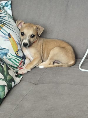 Les chiots de Whippet