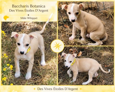 Les chiots de Whippet