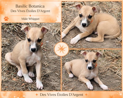 Les chiots de Whippet