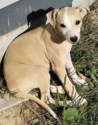 Les chiots de Whippet
