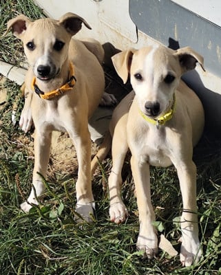 Les chiots de Whippet