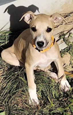 Les chiots de Whippet