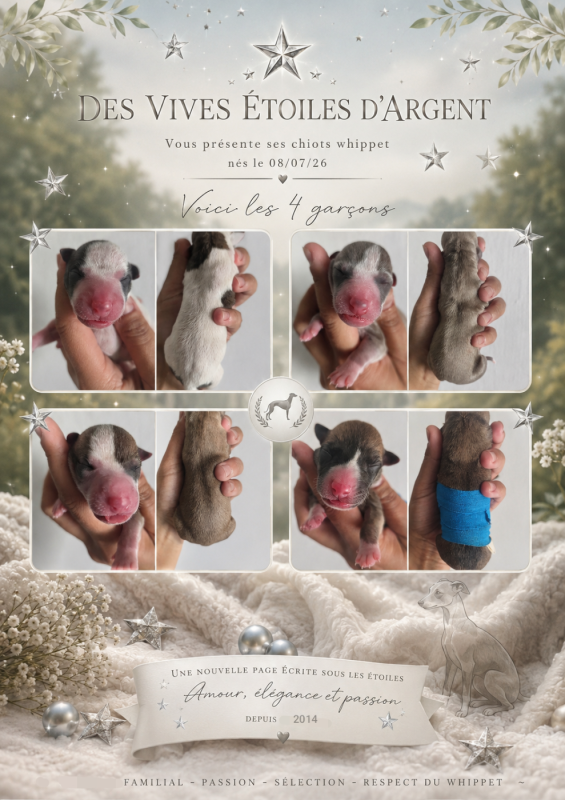 Whippet - Des Vives Etoiles D?Argent