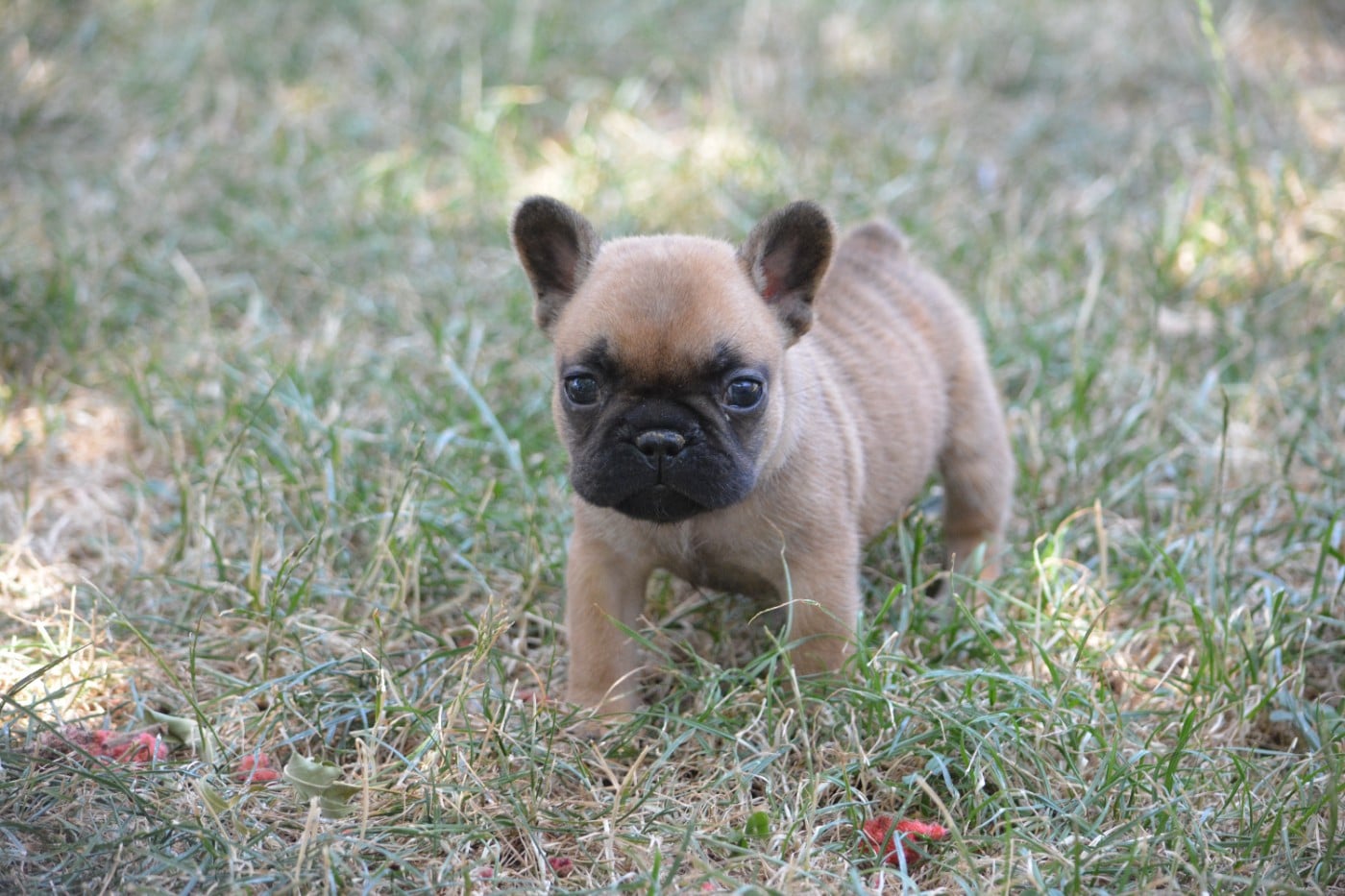 Bouledogue français - Eden Of The Beauty As