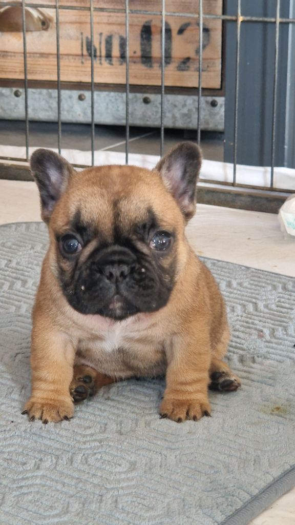 Bouledogue français - Eden Of The Beauty As