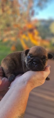 Les chiots de Bouledogue français