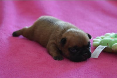 Les chiots de Bouledogue français