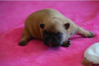 Les chiots de Bouledogue français