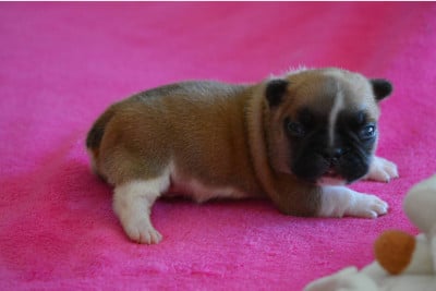 Les chiots de Bouledogue français