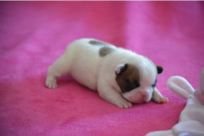 Les chiots de Bouledogue français