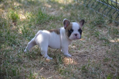 Les chiots de Bouledogue français
