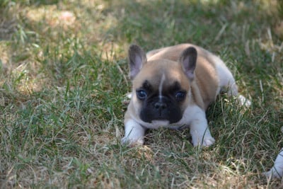 Les chiots de Bouledogue français