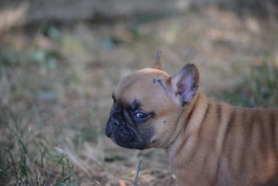 Les chiots de Bouledogue français