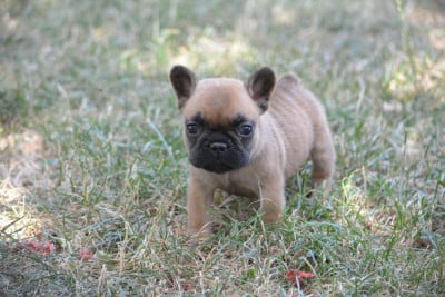 Les chiots de Bouledogue français