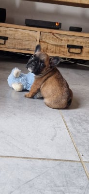 Les chiots de Bouledogue français