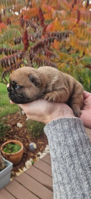 Les chiots de Bouledogue français