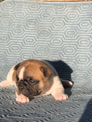 Les chiots de Bouledogue français