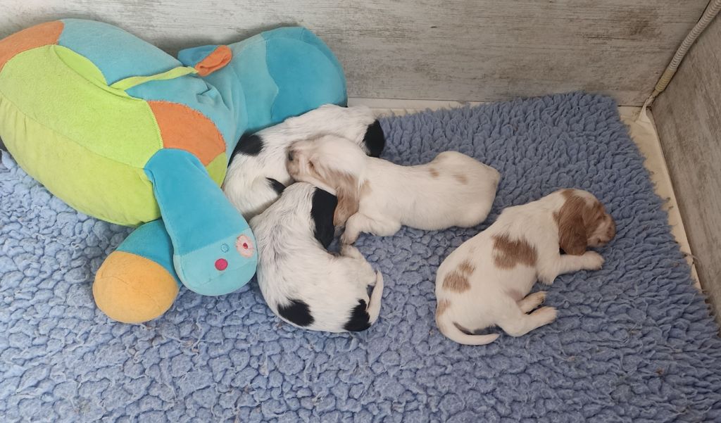 Cocker Spaniel Anglais - Of Bridget Story