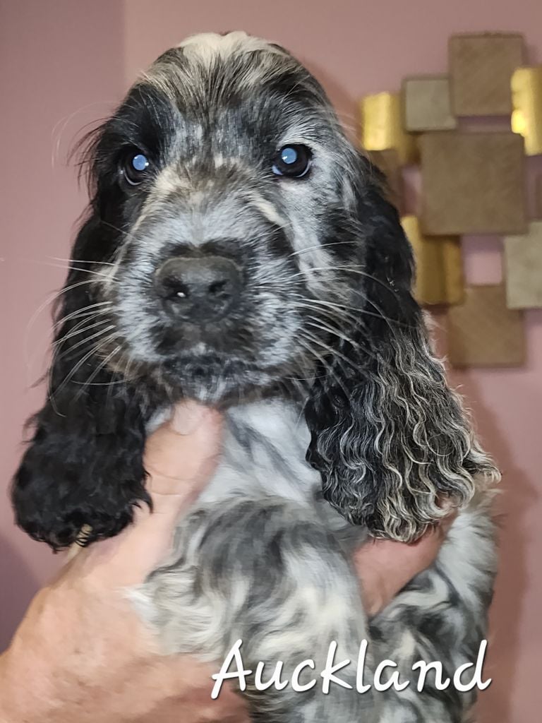 CHIOT 3 - Cocker Spaniel Anglais
