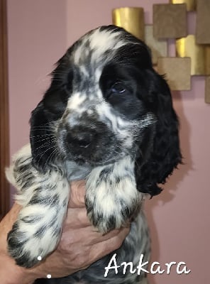 Les chiots de Cocker Spaniel Anglais