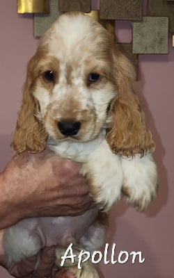 Les chiots de Cocker Spaniel Anglais