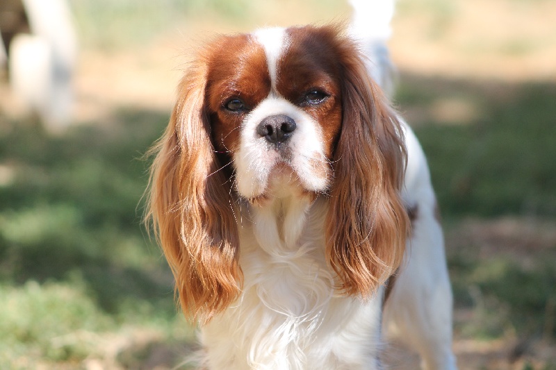 Flapi dit feeling du Jardin des Mahonias - 4EME excellent