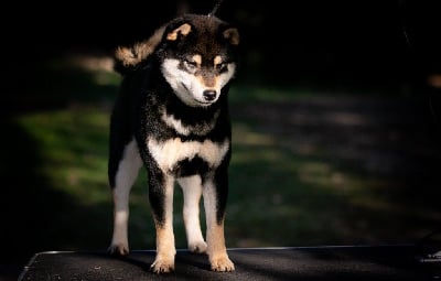 Des Plaines D'ardennie