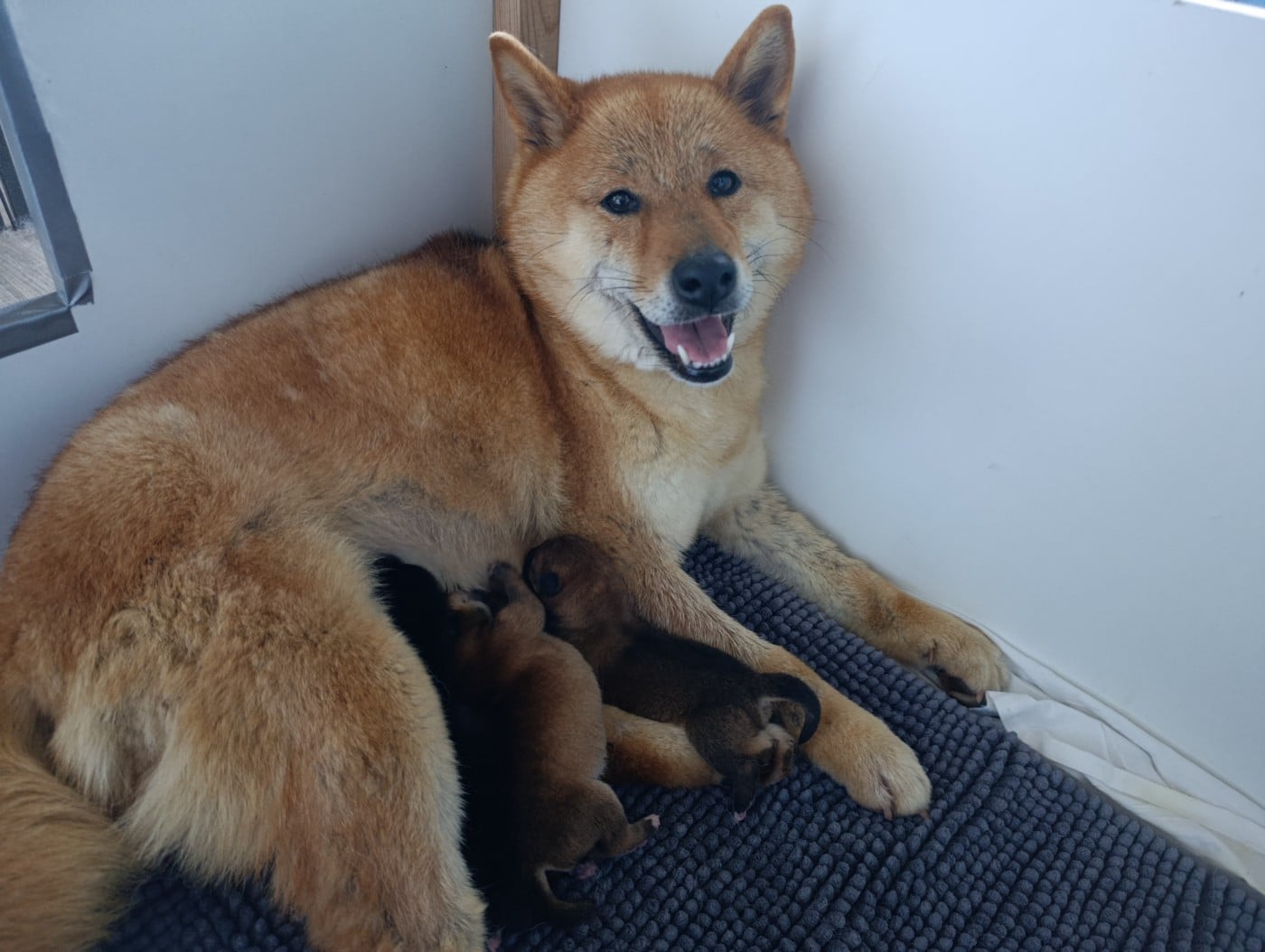 Shiba - Des Plaines D'ardennie