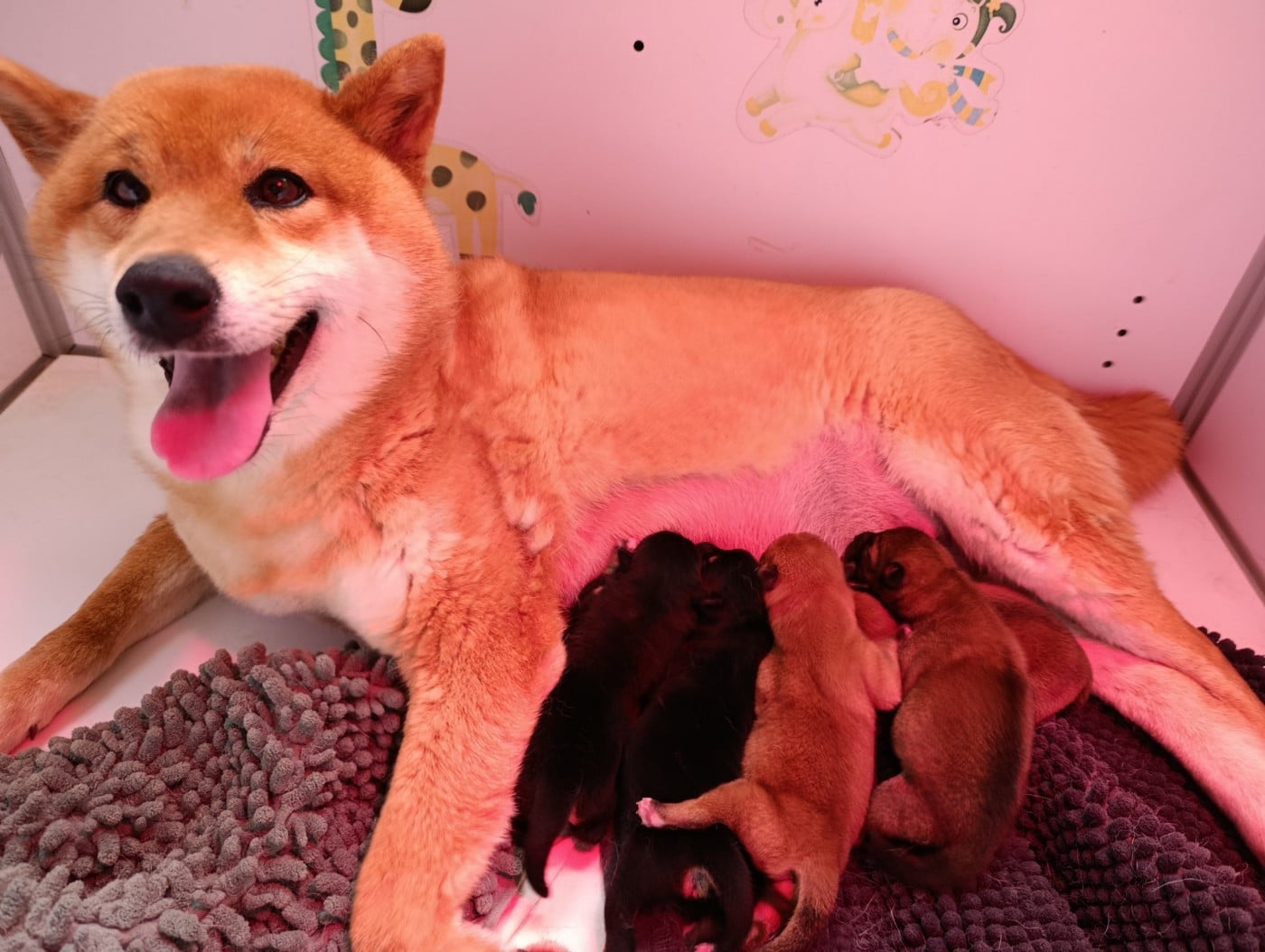 Shiba - Des Plaines D'ardennie