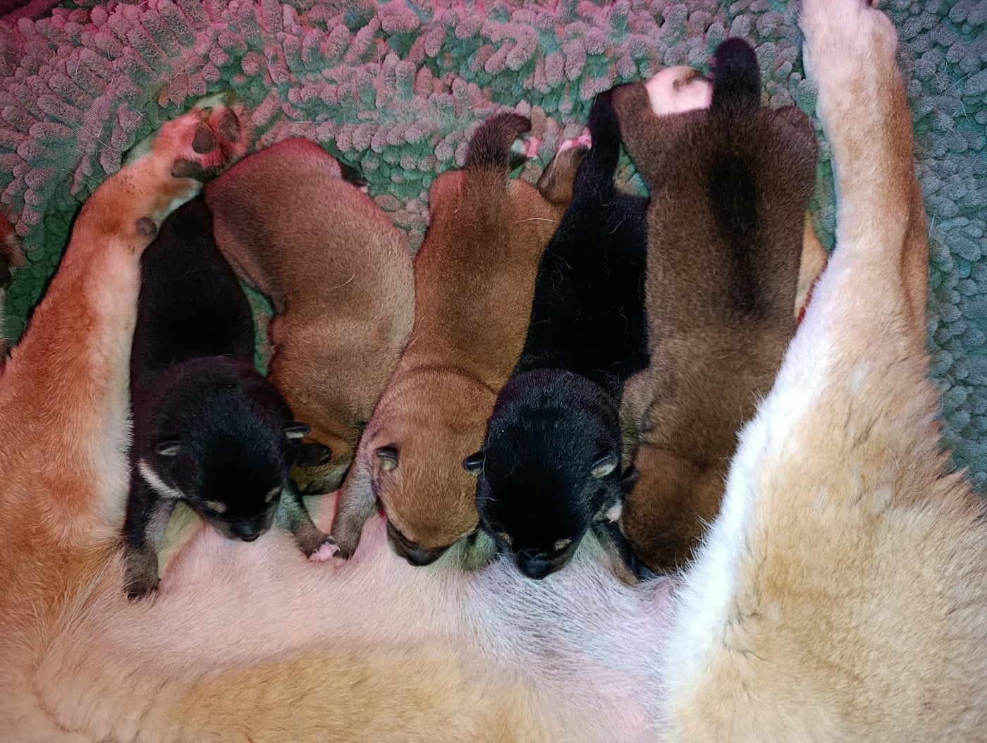 Shiba - Des Plaines D'ardennie