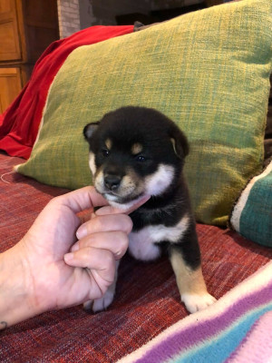 Les chiots de Shiba