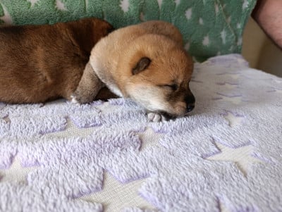 CHIOT fauve - Shiba