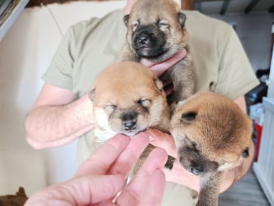 CHIOT fauve - Shiba