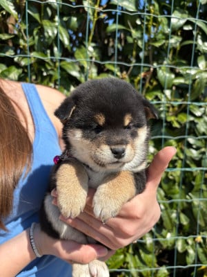 Les chiots de Shiba