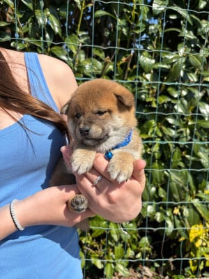 Les chiots de Shiba