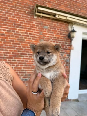 Les chiots de Shiba
