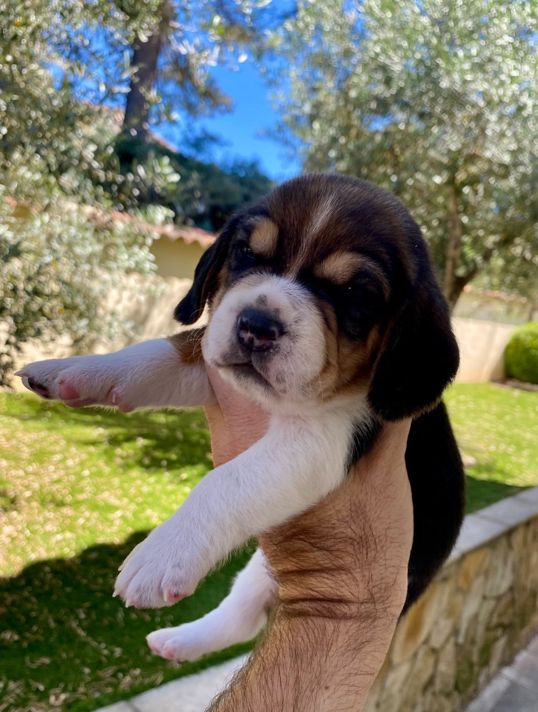 Beagle - De Marcoutel