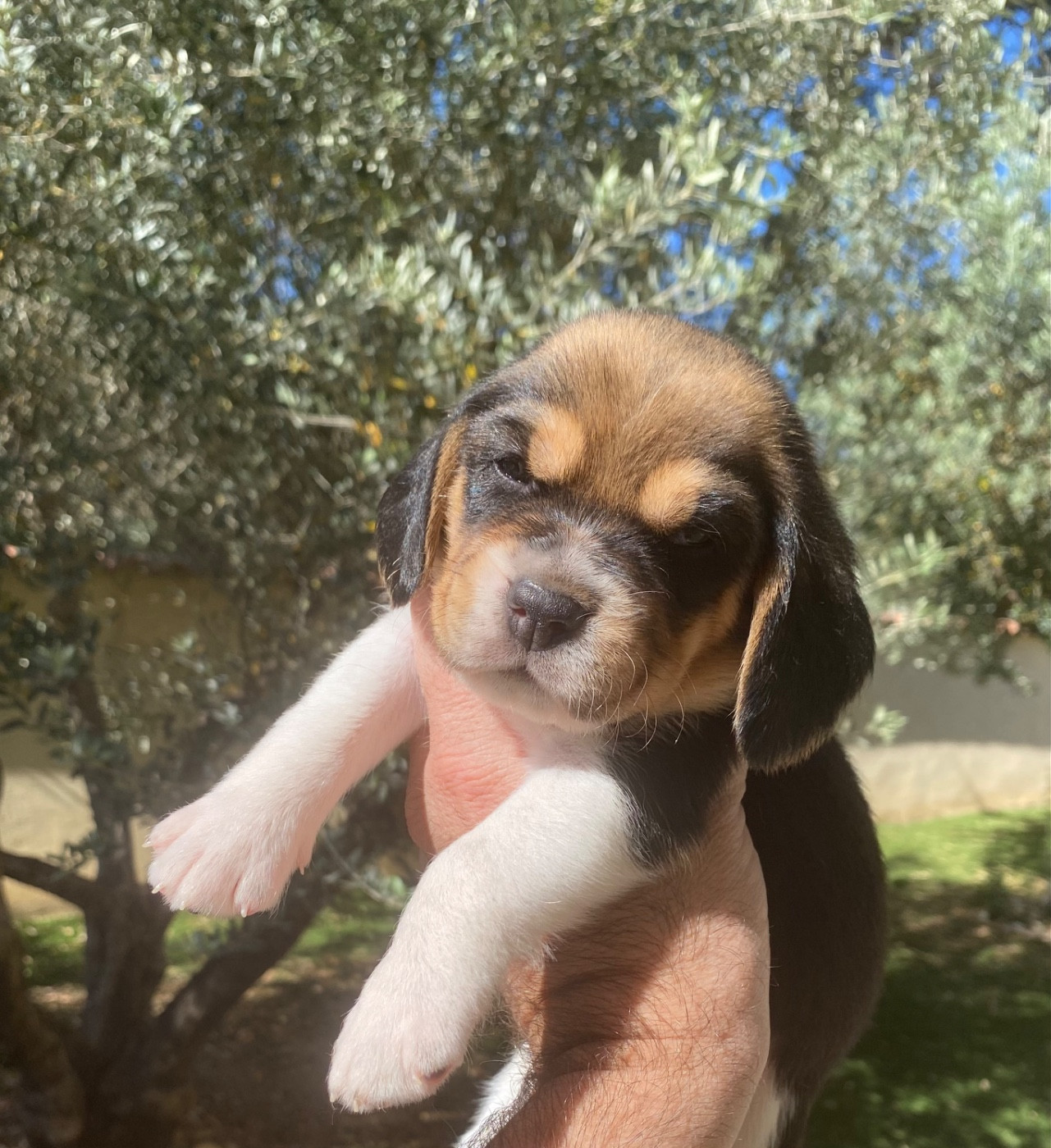 Bella