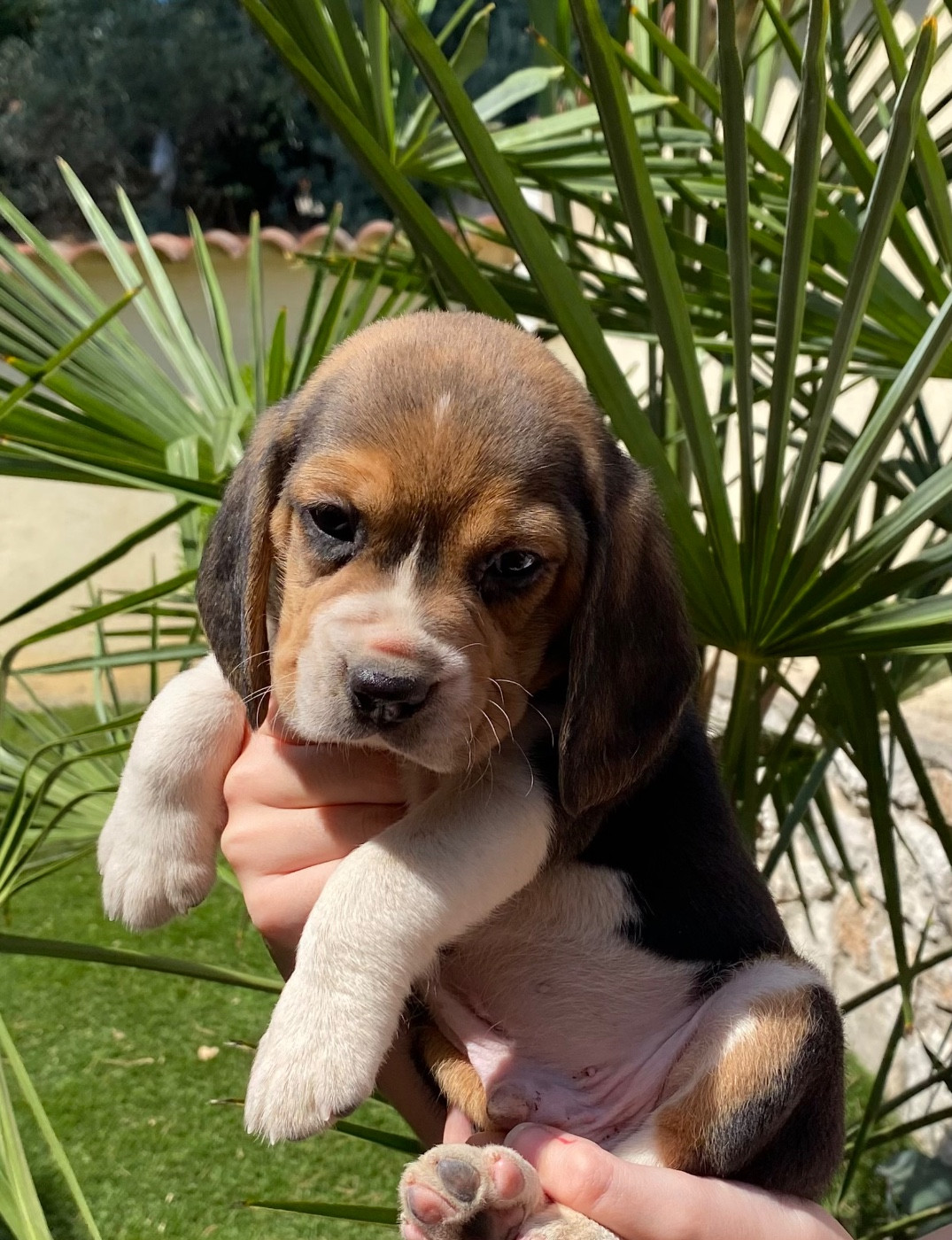 Braco