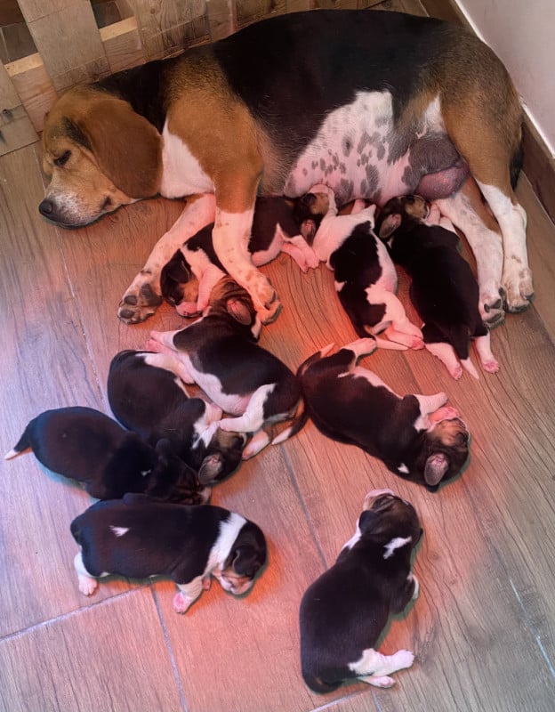 Beagle - De Marcoutel