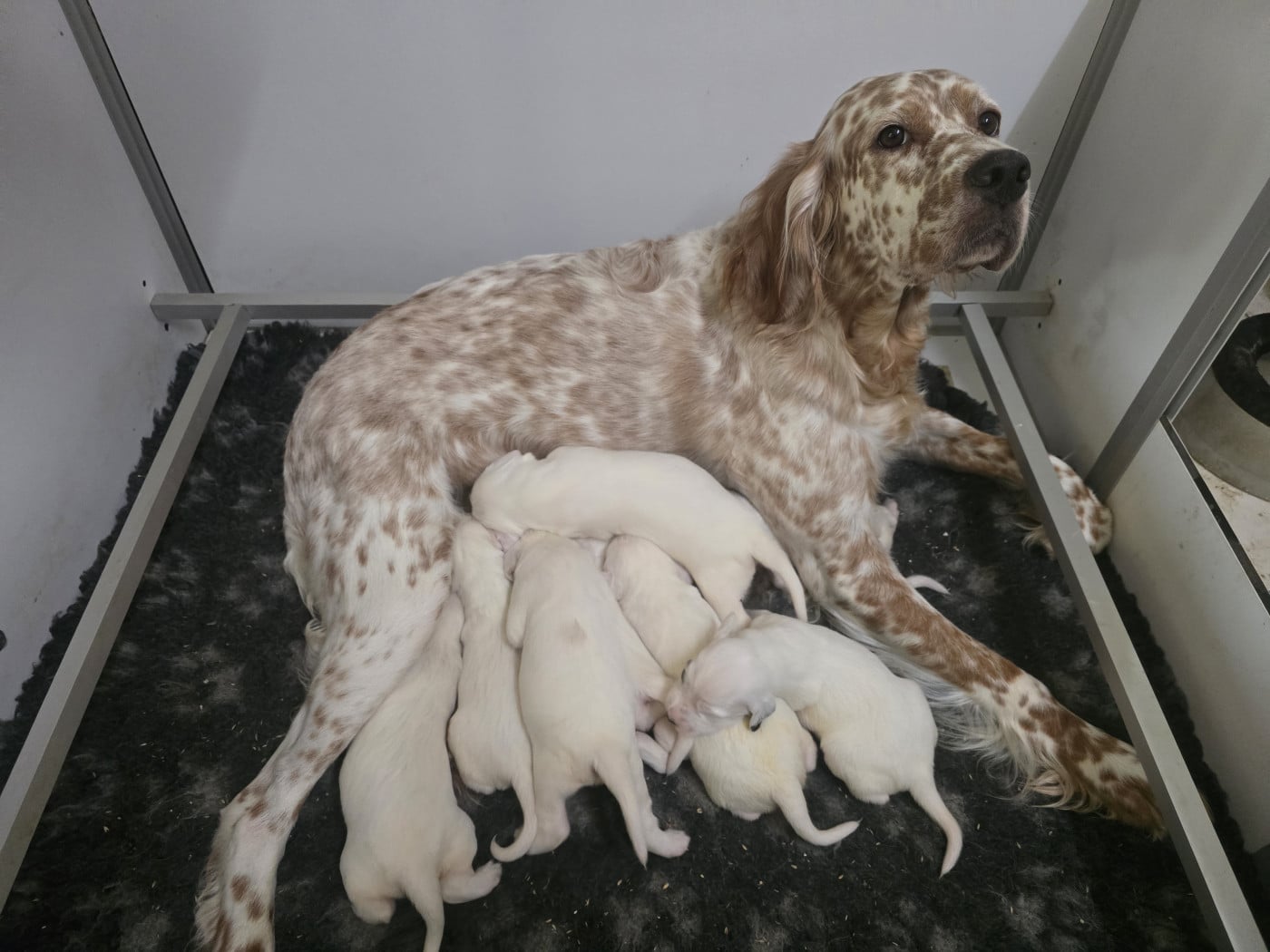 Chiot Setter Anglais