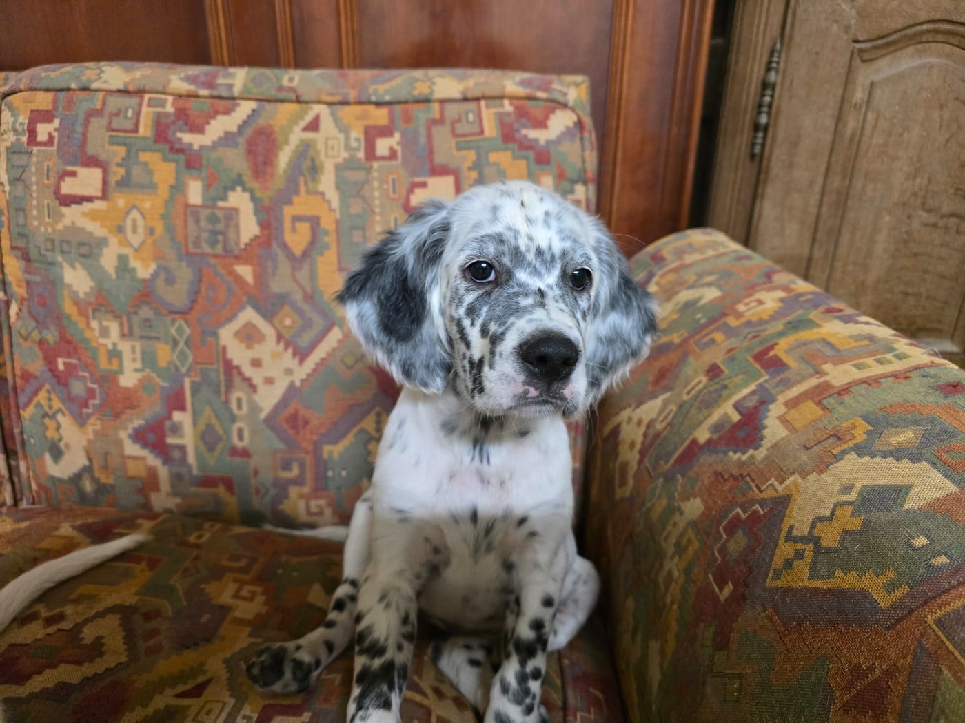 Chiot N°1 - Setter Anglais