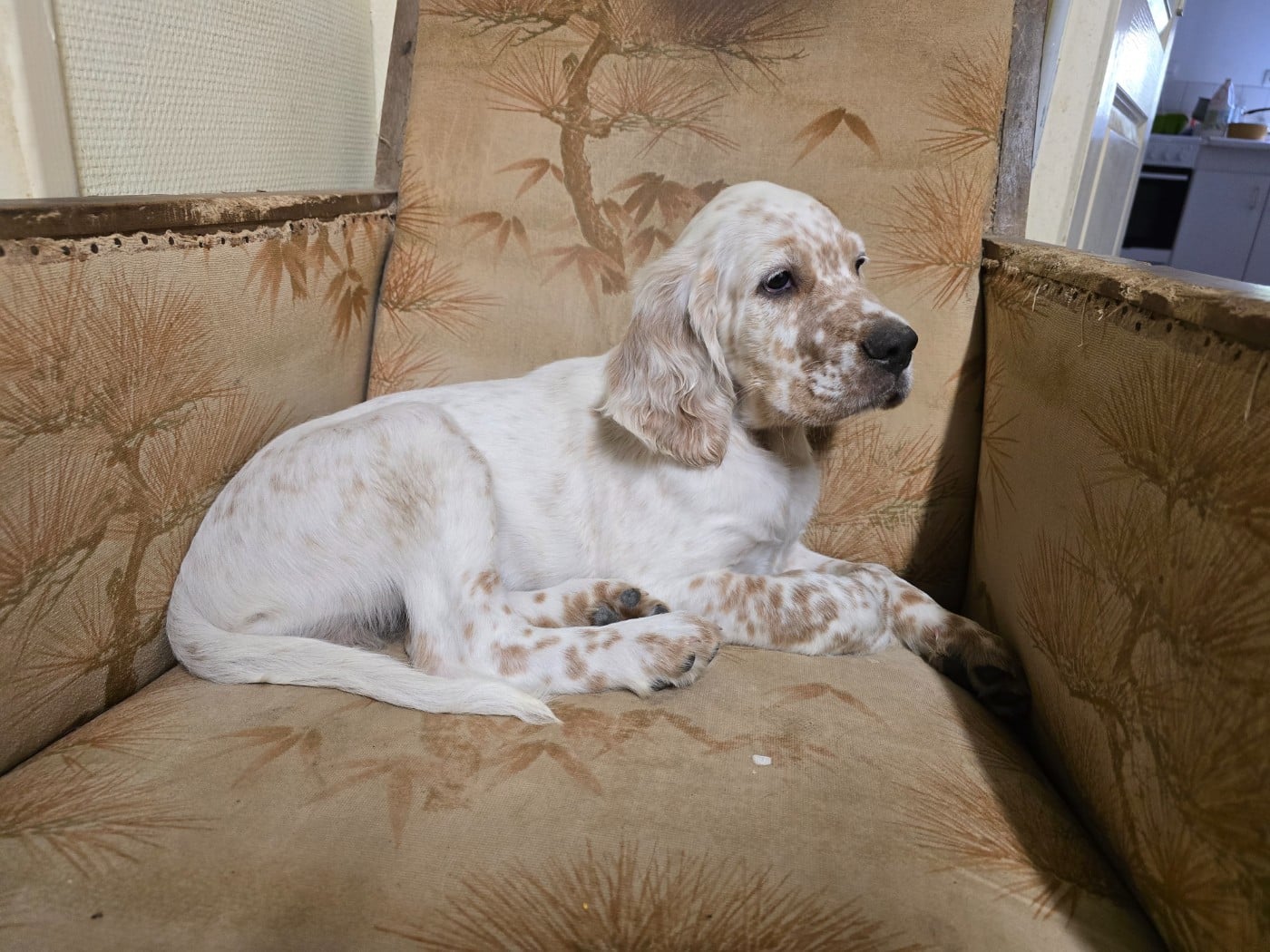 Chiot N°2 - Setter Anglais