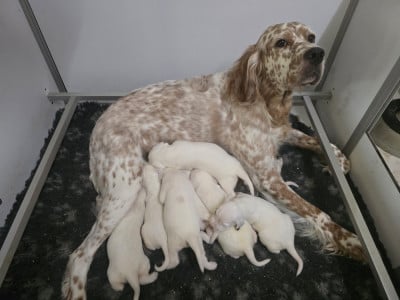 Les chiots de Setter Anglais