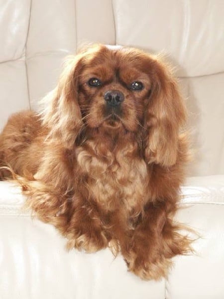 Publication : Des Sentiers du Perche Auteur : c Delattre.