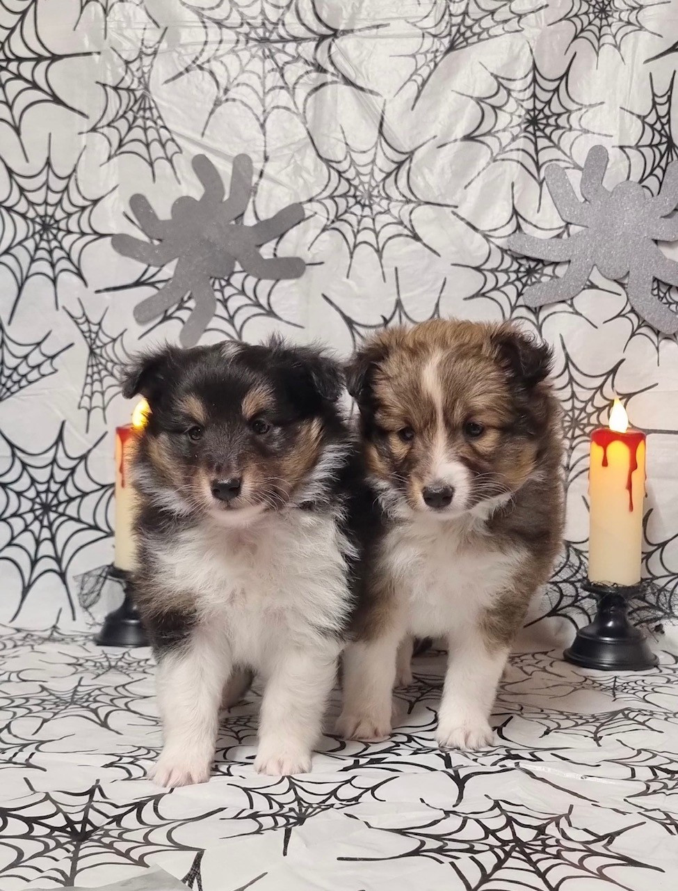 Shetland Sheepdog - Des Sentiers du Perche