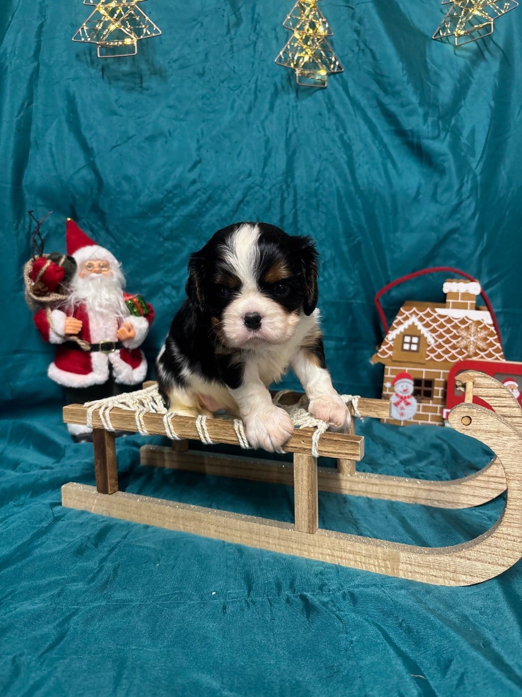 Chiot Cavalier King Charles Spaniel