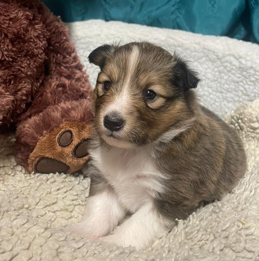 Shetland Sheepdog - Des Sentiers du Perche