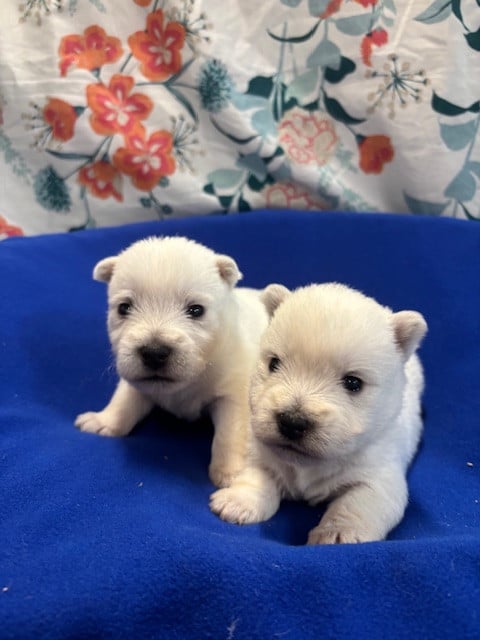 Chiot West Highland White Terrier