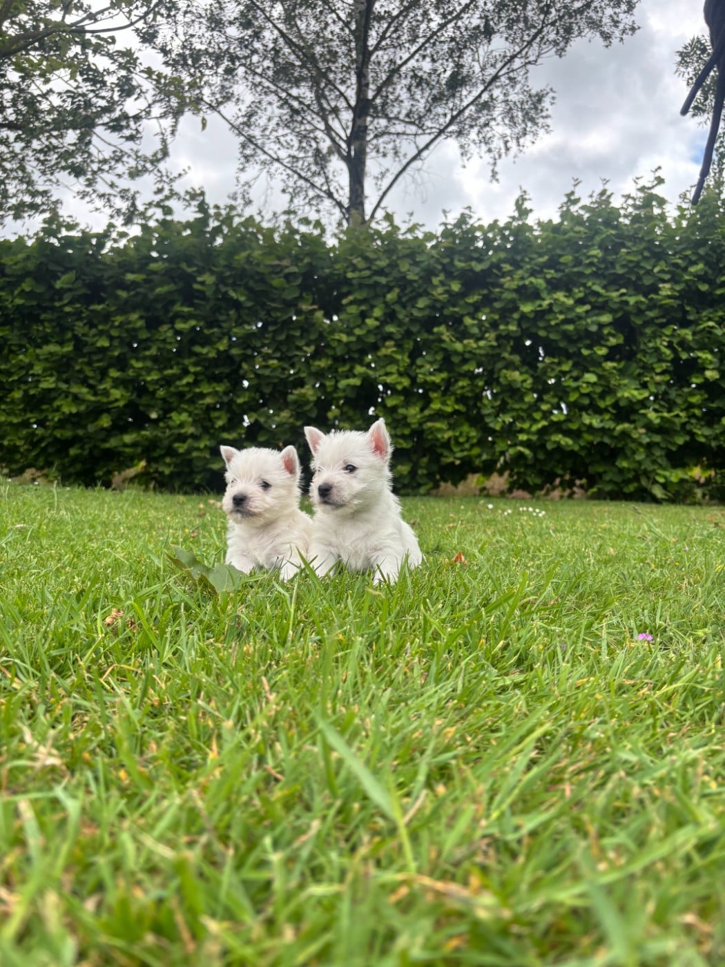 West Highland White Terrier - Des Sentiers du Perche